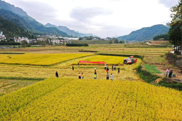 2021年10月8日，在貴州省麻江縣壩芒鄉(xiāng)樂坪村，人們參加從南京農(nóng)業(yè)大學(xué)引進試種的水稻新品種測產(chǎn)驗收現(xiàn)場會（無人機照片）